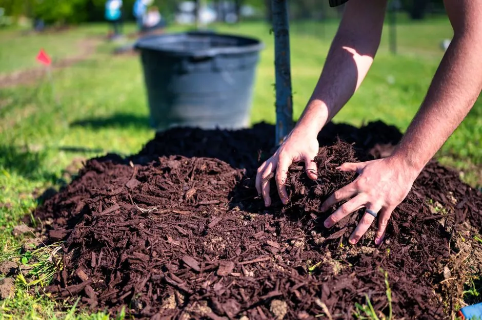 Arthur en train de planter, mains dans le terreau