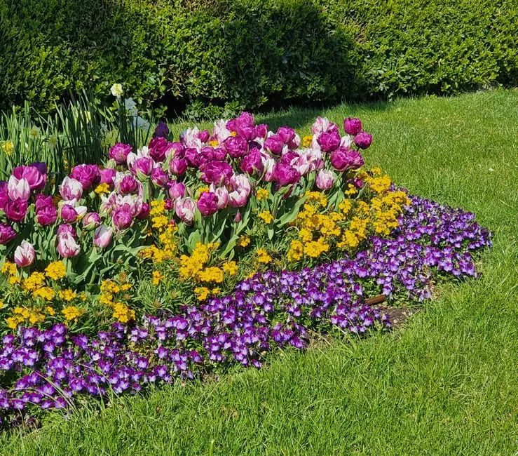 Plantations de tulipes et violettes en bordure de pelouse
