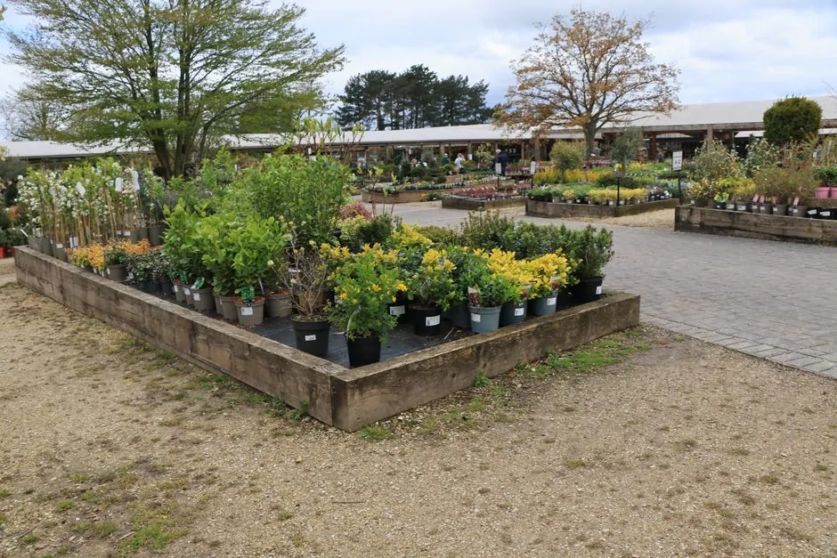 Selection de plantes en pots avant amenagement